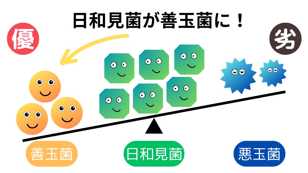 善玉菌が優勢になると日和見菌が善玉菌に変化することを説明した図