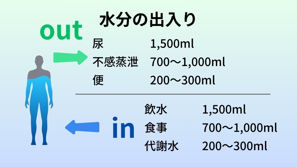 体外に排泄される水分の内訳は尿が1,500ml、不感蒸泄が700~1,000ml、便が200~300mlになる。