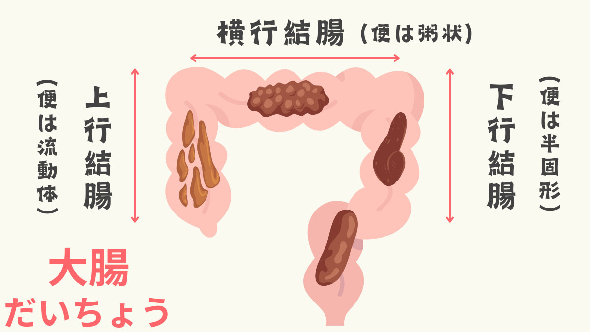 大腸の説明図
