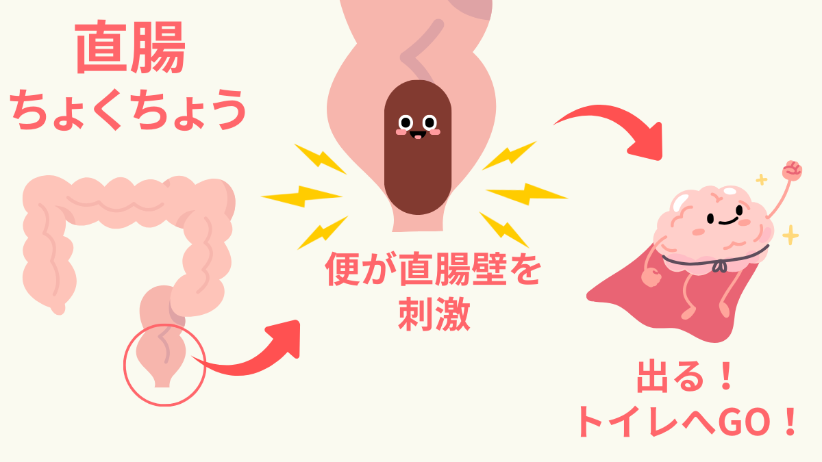 直腸の説明図