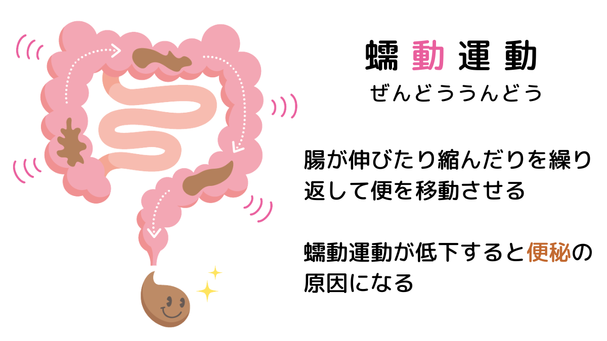 大腸の蠕動運動を示した図解。腸が伸び縮みして便を移動させ、動きが低下すると便秘の原因になることを説明したイラスト