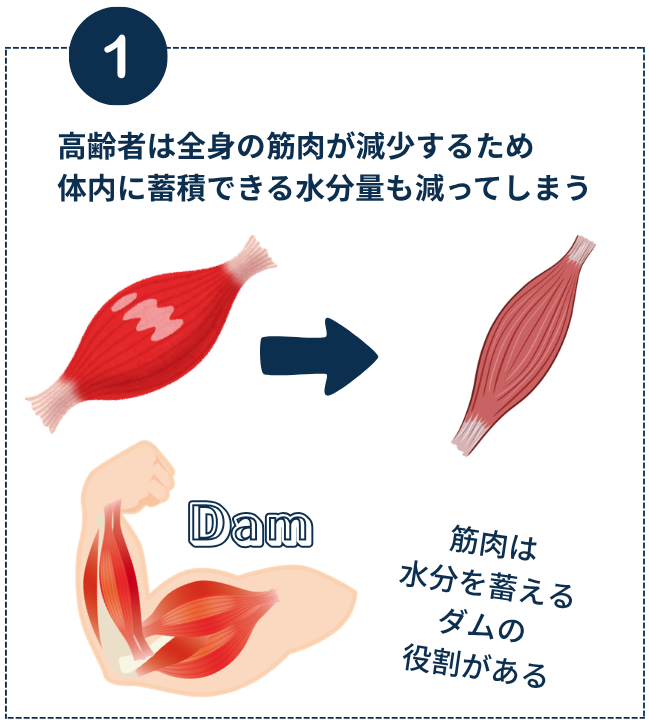 「筋肉量の低下で水分の蓄積量低下」の図。
