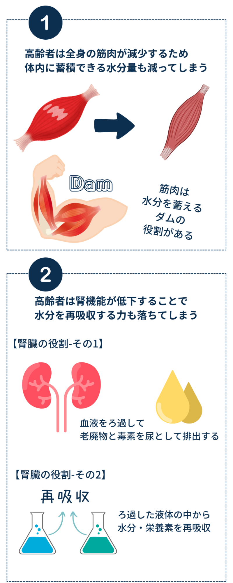 「高齢者が脱水症を起こしやすい理由」 高齢者は筋肉量が減少し、体内に蓄える水分量が低下します。また、腎機能が低下することで水分を再吸収する力も衰えます。この画像には、筋肉の水分保持能力（ダムの役割）や腎臓の血液濾過・水分再吸収機能の説明が含まれています。